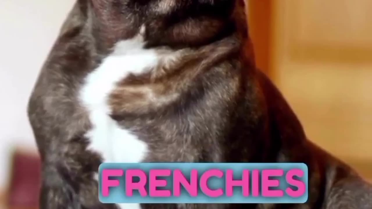 Tiger Frenchie Beast!