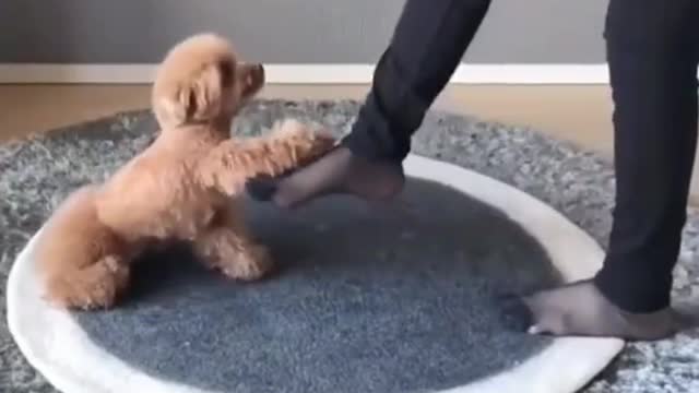 Dancing puppy