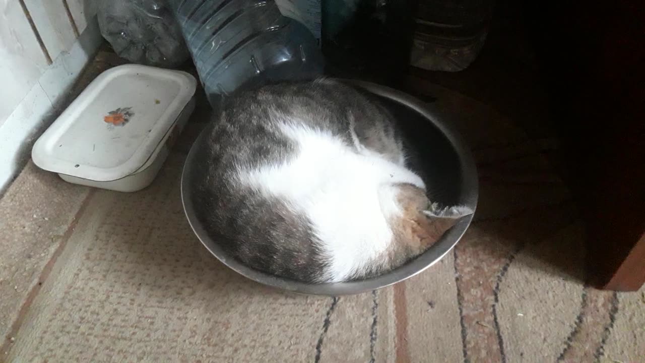 Cat in a plate as it is