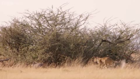 "SHE'S GONNA EAT ME!" Hungry lion chases warthog | Natural World - BBC