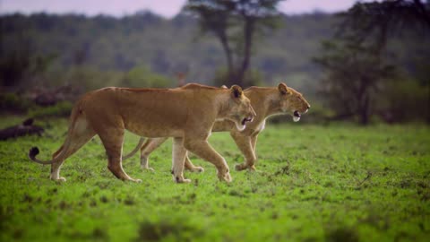 Pair of Lionesses Walking Together