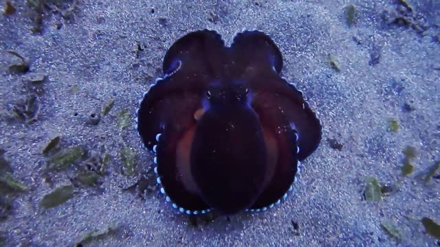 walking black octopus