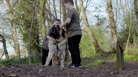 How to train A dog That won listen to you