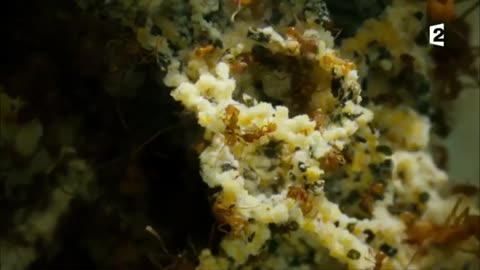 Les Animaux Sauvages - Documentaire 2023 | HD