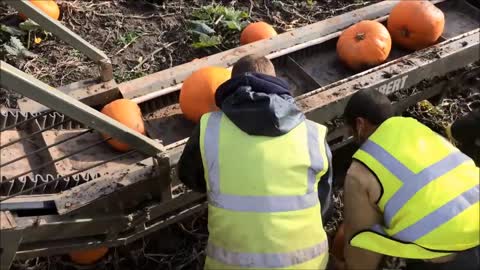 Herbert Engineering - Pumpkin Harvester and Washer