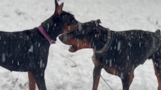 Doberman Winter Frolic