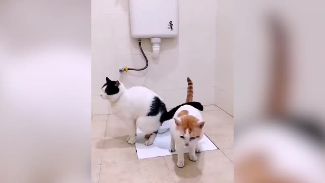 Funny Pets Just Make Me Smile 😊