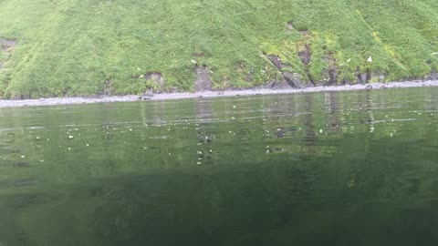 Whale Slaps Tail at Kayakers