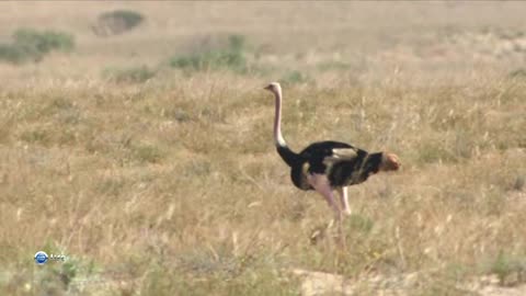 African ostrich