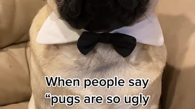 When people say "pugs are so ugly they're cuteود