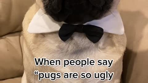 When people say "pugs are so ugly they're cuteود