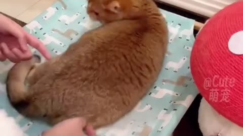Funny Cats -1