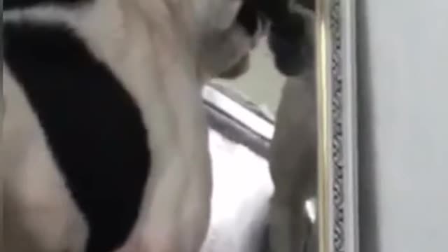 Saw the reflection and lost it, was ready for battle 😂 🎥 contentbible