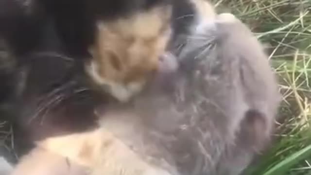 The relationship between cat and mouse, has become this?