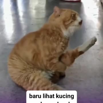 Just saw a cat scratching its thigh