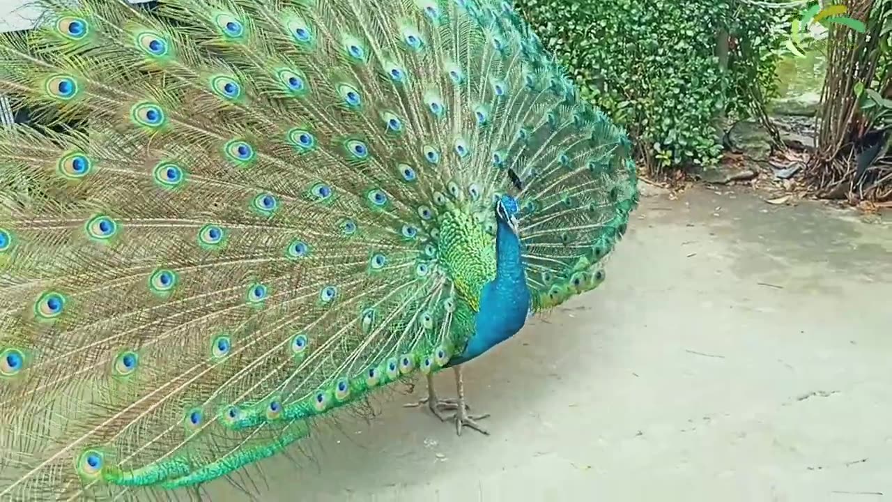 A Beautiful Peacock With Blue feathers 😍........