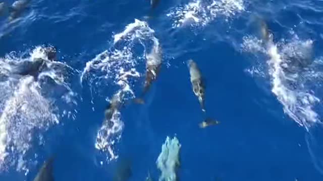 ive never seen this many baby dolphins )