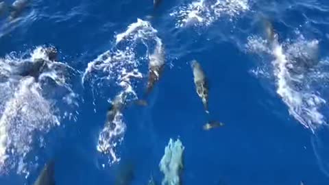 ive never seen this many baby dolphins )