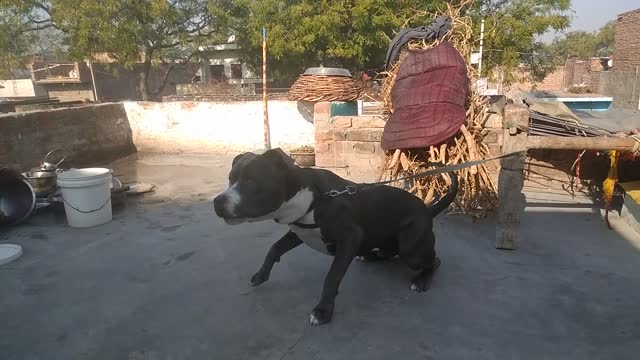 Pitbull dog attack on men