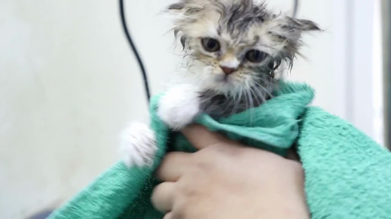 Drying kitten in towel after washing