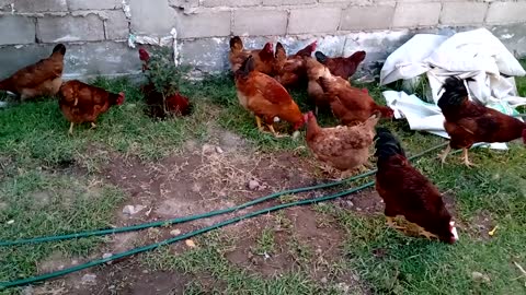 Gallinas rhode island