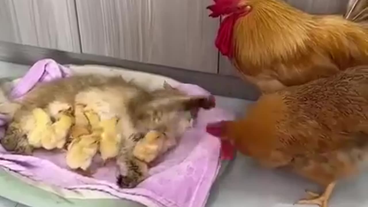 Cat Steals Hen's Job