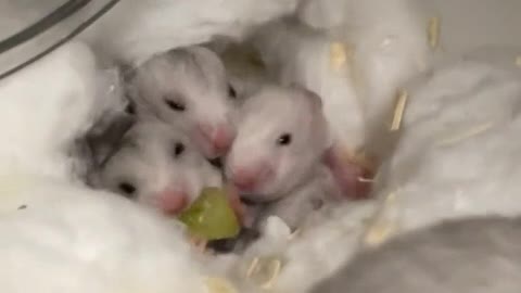 hamster drama