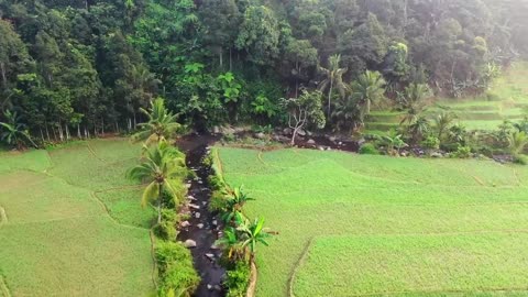 A beautiful paddy field in the morning