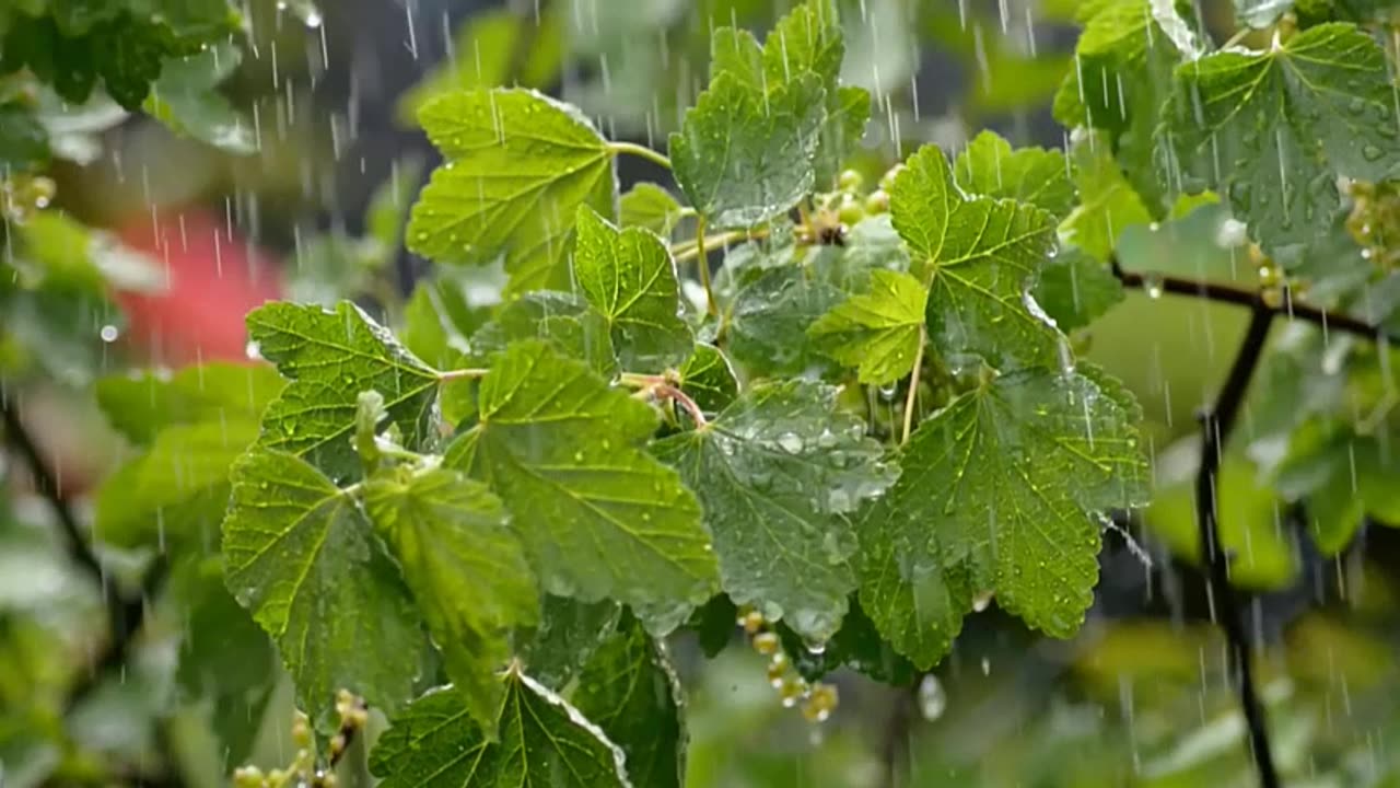 heavy rain and no thunderstorm sounds for sleeping rain sounds forest cabin