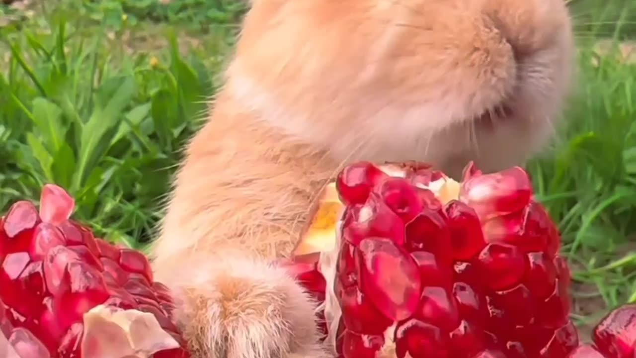 Very cute little rabbit eating