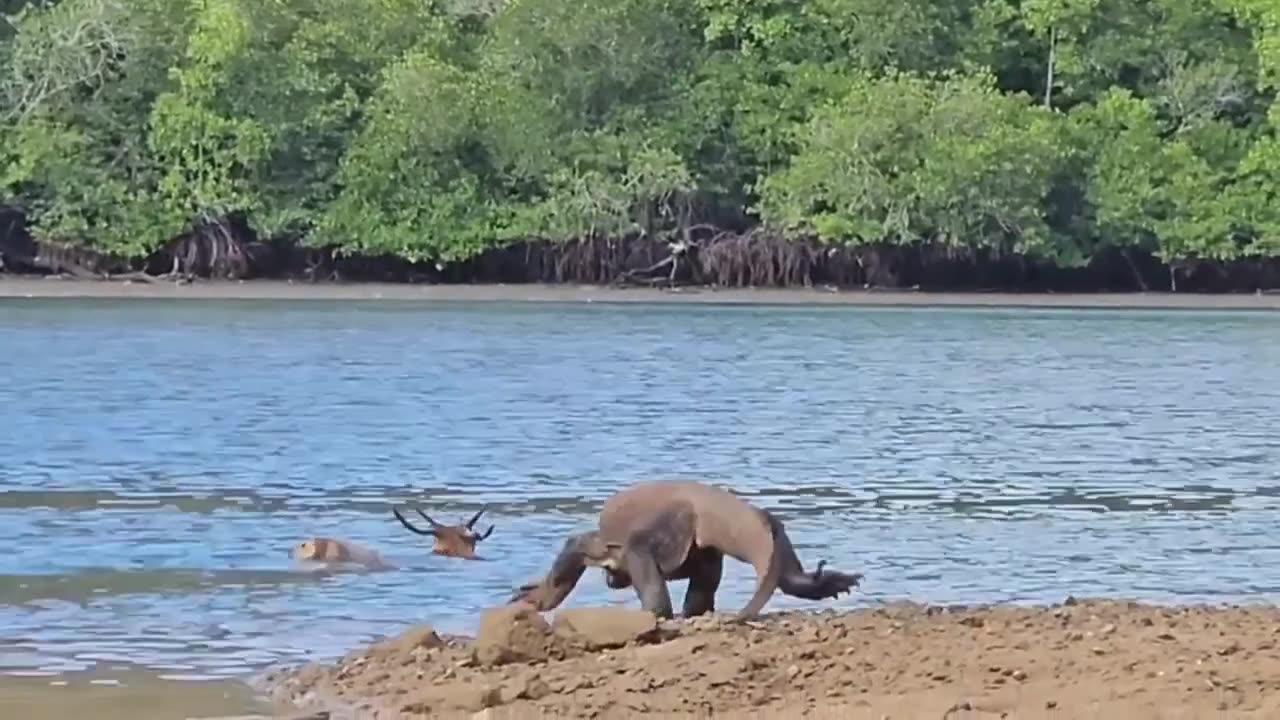 Komodo- Dragon- Hunting- Deer