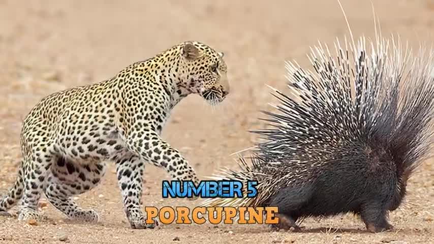 Top 10 Strongest Prey In The Wild - When Prey Fights Back - Prey VS Predator - Blondi Foks