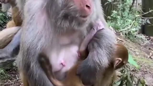 monkey