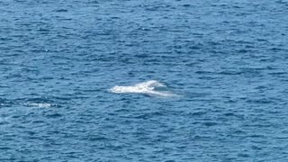 Whale mother and baby nsw