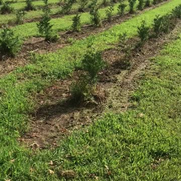 Amazing growth of the green giants at Highland Hill Farm