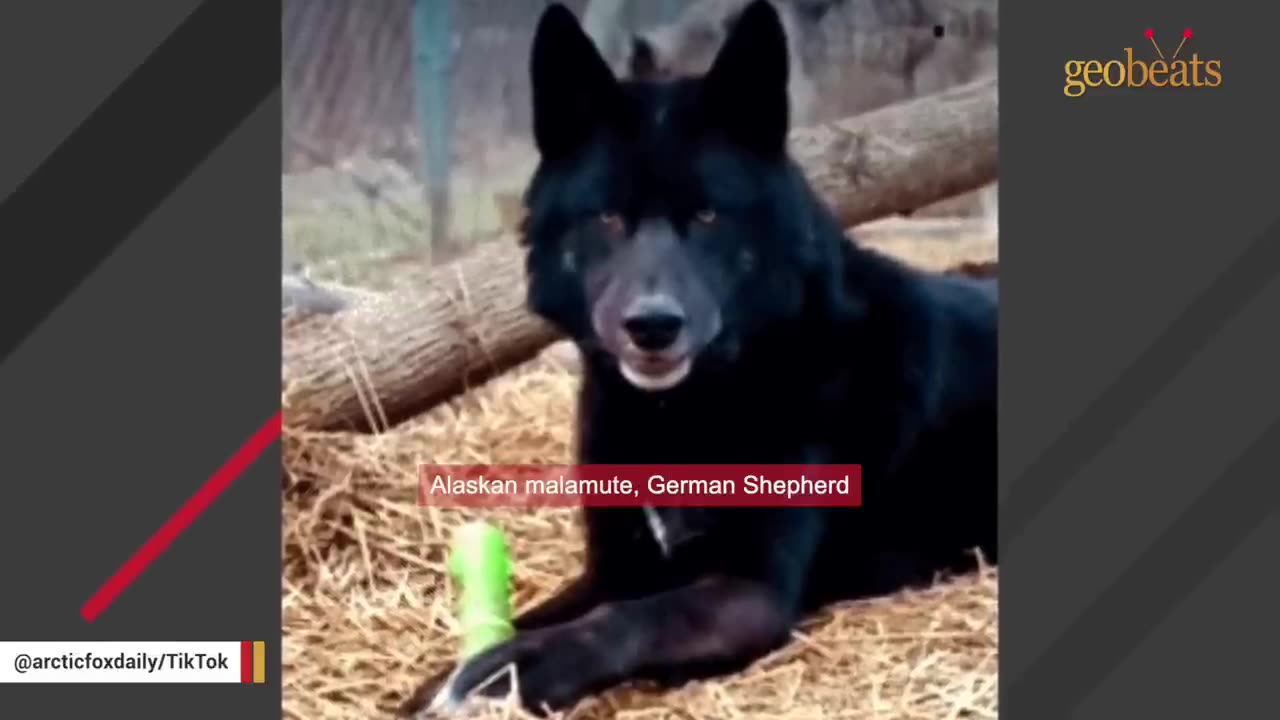 Aggressive wolf dog mets a good human and here's how he react