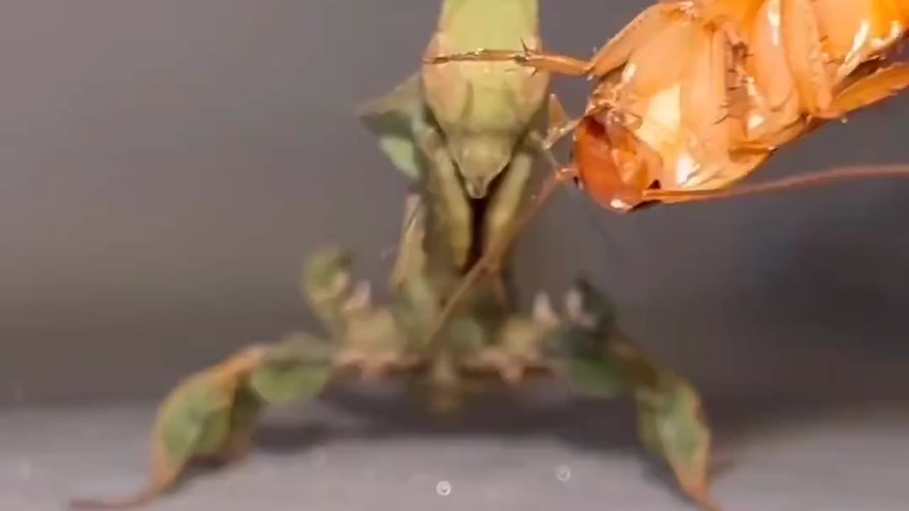 Praying Mantis eating lunch