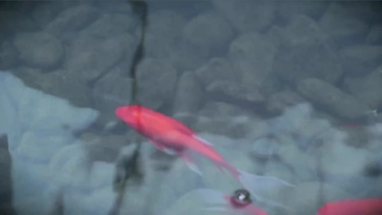 Fish Which Can Fly, Walk And Do Swimming