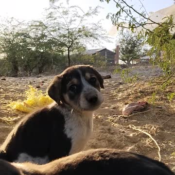 Stray puppies were looking for something in a garbage dump but were caught