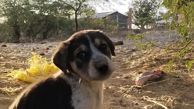 Stray puppies were looking for something in a garbage dump but were caught