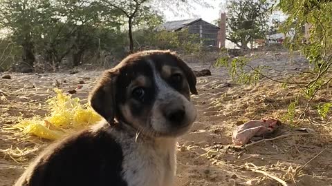 Stray puppies were looking for something in a garbage dump but were caught