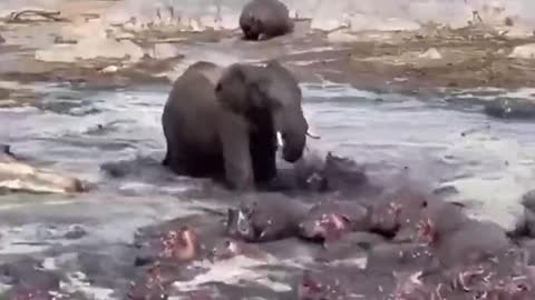 Compared with the elephant, the hippo looks so small