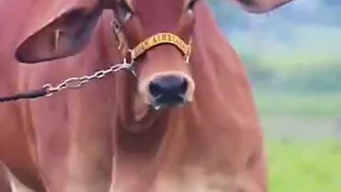 Cute cow