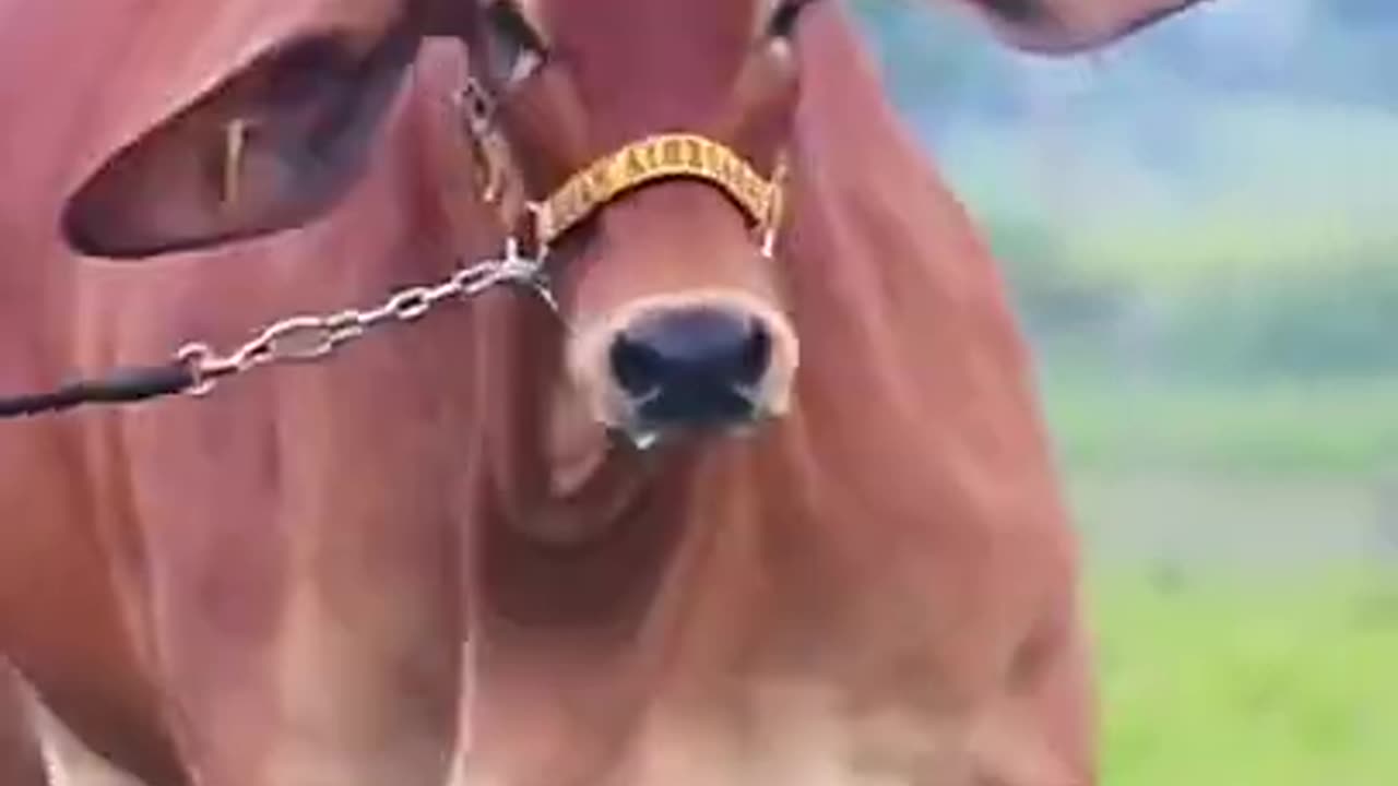 Cute cow