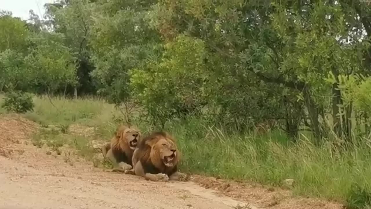 MALE LOIN_AFRICAN NATIONAL PARK SAFEARI