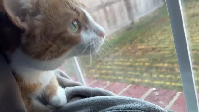 What is my cat doing?!
