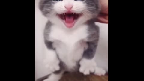 LITTLE KITTY IS SO CUTE | KITTEN MEOWING SO FUNNY | gatto divertente