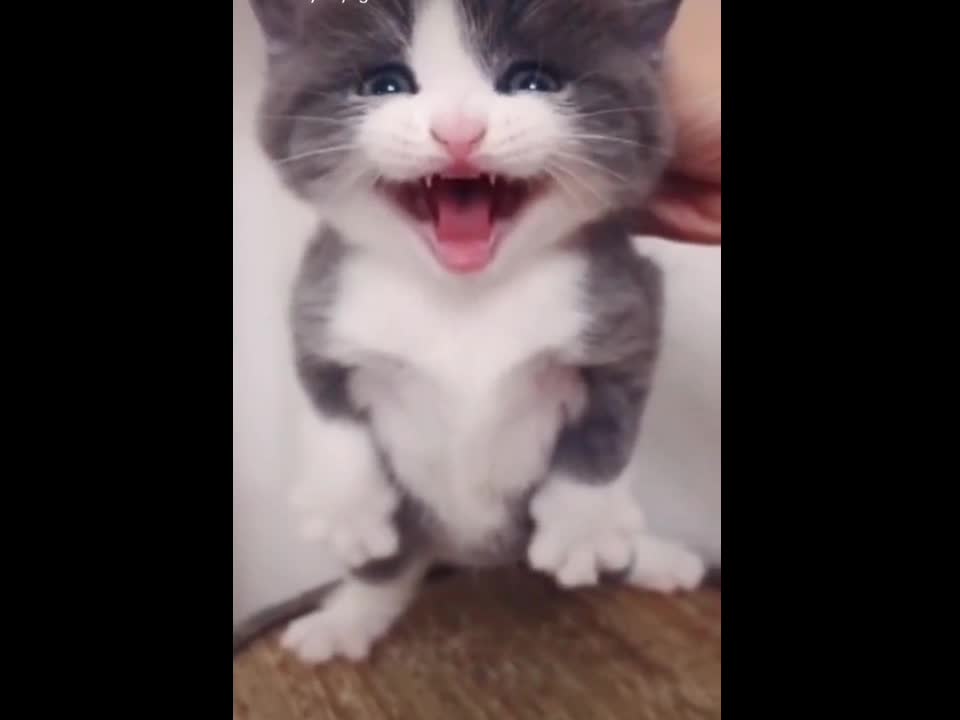 LITTLE KITTY IS SO CUTE | KITTEN MEOWING SO FUNNY | gatto divertente