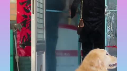Cute and funny Dog 21