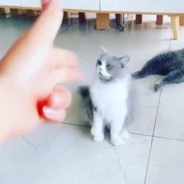 funny cat video 4